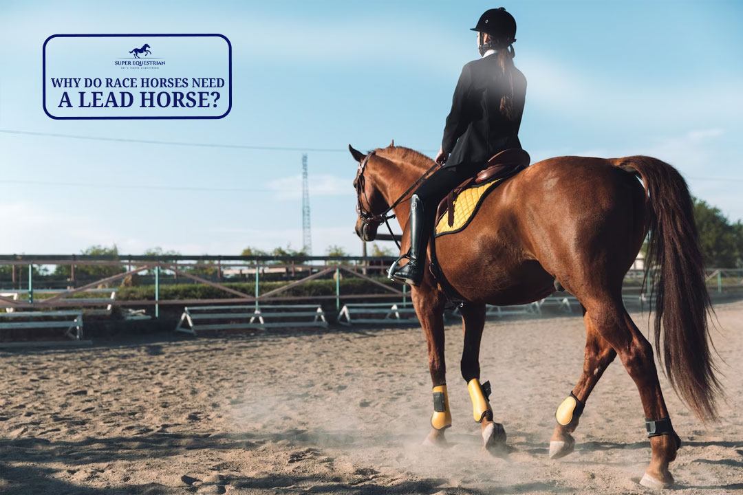 How do horses adapt to their Environment Facts we should know